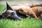 Une femelle Malinois qui allaite ses chiots