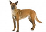 Un Berger Belge Malinois sur fond blanc