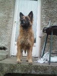 princesse - Berger Belge Malinois (11 ans)