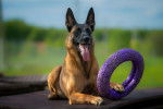 Photo Berger Belge Malinois
