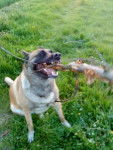 jolie - Berger Belge Malinois (7 ans)
