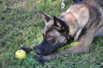 Dark - Berger Belge Malinois M&acirc;le (4 ans)