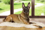 Un Malinois allongé sur un tapis dans le salon