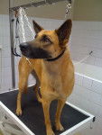 Boh&egrave;me - Berger Belge Malinois (4 ans)