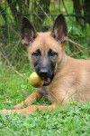 Tara - Berger Belge Malinois (3 mois)