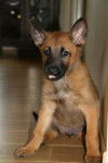 Tara :p - Berger Belge Malinois (3 mois)