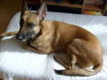 baya - Berger Belge Malinois (3 mois)
