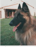 Jarmo - Berger Belge Malinois M&acirc;le (15 ans)