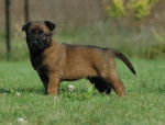 Outlaw - Berger Belge Malinois M&acirc;le (1 mois)