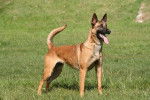tina - Berger Belge Malinois (1 an)