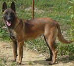 era - Berger Belge Malinois