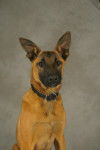 nora - Berger Belge Malinois (1 an)