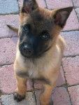max - Berger Belge Malinois M&acirc;le (2 mois)