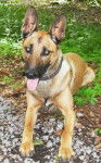nora - Berger Belge Malinois (1 an)
