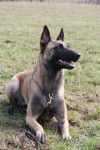 Fanny - Berger Belge Malinois (2 ans)