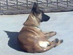 chokis - Berger Belge Malinois (2 ans)