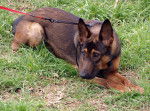 Bruja - Berger Belge Malinois (3 ans)