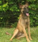 eqthore - Berger Belge Malinois Mâle (6 mois)