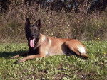 Caramel(donn&eacute;) - Berger Belge Malinois M&acirc;le (4 ans)