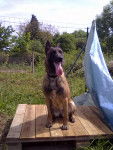 Fiesta - Berger Belge Malinois (2 ans)