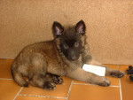 Lucí - Berger Belge Malinois (1 mois)