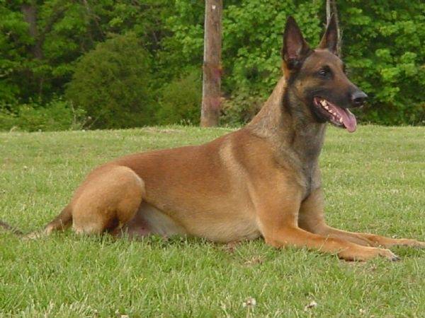 pastor belga - Berger Belge Malinois Mâle (2 ans)