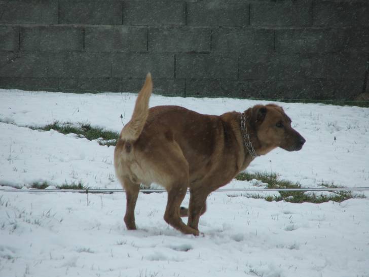Alto - Berger Belge Malinois Mâle (6 ans)