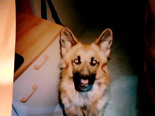 Jak - Berger Belge Malinois Mâle (12 ans)