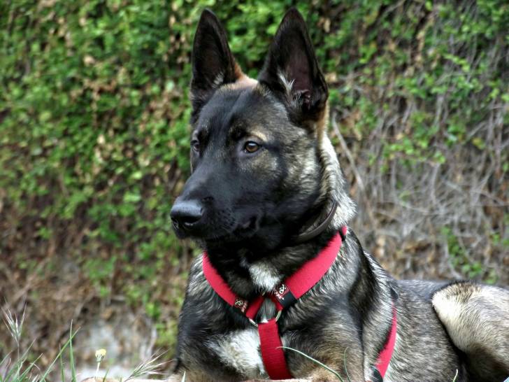 Ghost - Berger Belge Malinois Mâle (10 mois)