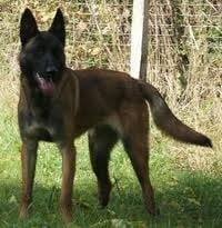 Aslan - Berger Belge Malinois Mâle (1 an)