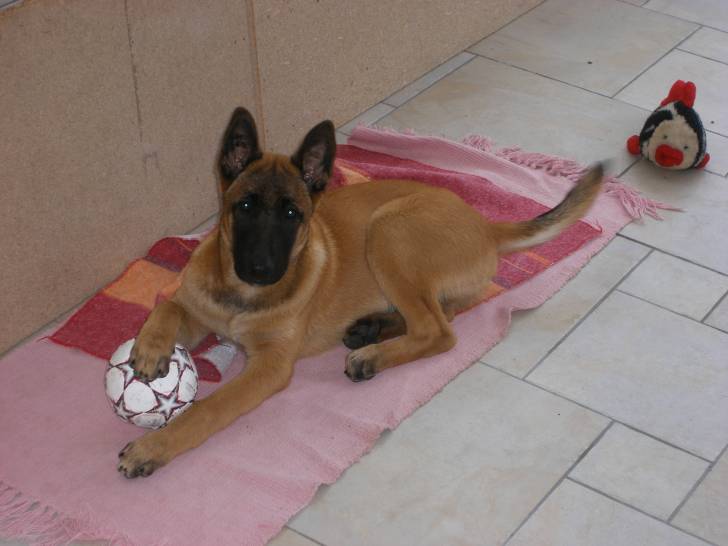 eyko - Berger Belge Malinois Mâle (6 mois)