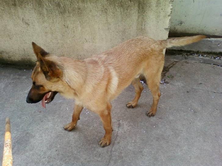 Tommy - Berger Belge Malinois Mâle (1 an)