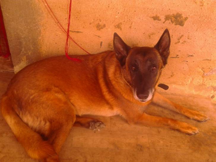 Elioth - Berger Belge Malinois Mâle (7 ans)