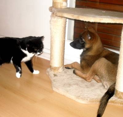 Youkmit - Berger Belge Malinois Mâle (1 an)