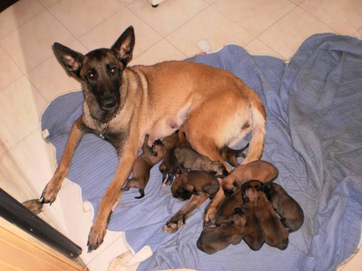 Mere de Youkmit - Berger Belge Malinois (4 ans)