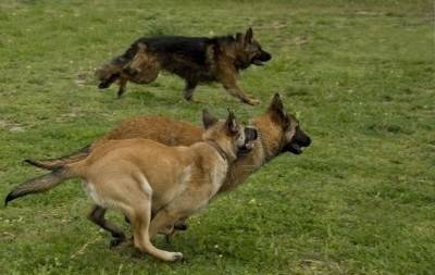 La famille de Youkmit - Berger Belge Malinois Mâle (Autre)