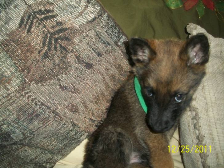 hachiko - Berger Belge Malinois Mâle (1 mois)