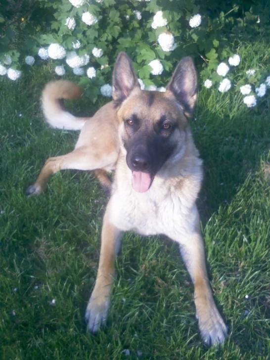 Max - Berger Belge Malinois Mâle (2 ans)