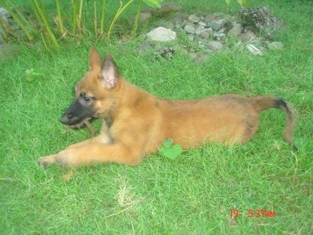 demon - Berger Belge Malinois Mâle (1 mois)