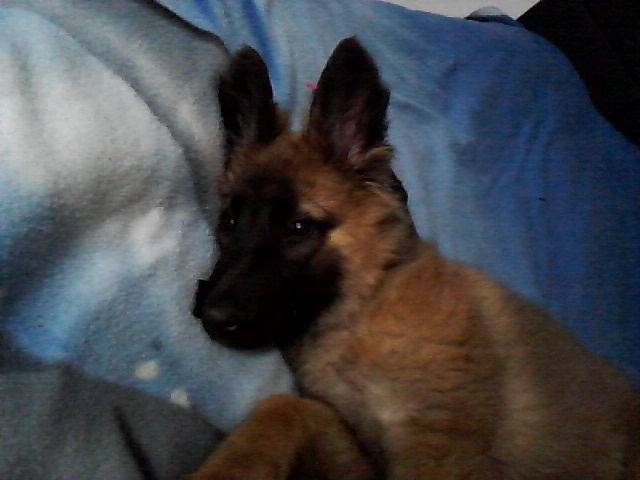kira - Berger Belge Malinois (1 an)