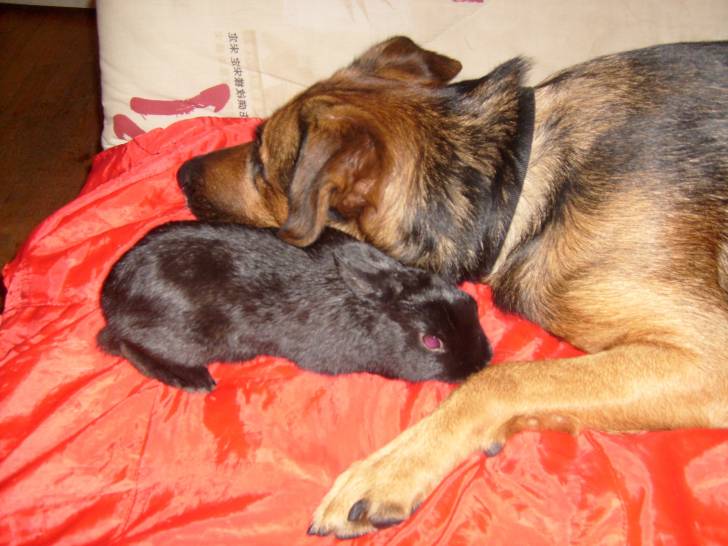 Lentin - Berger Belge Malinois Mâle (4 ans)
