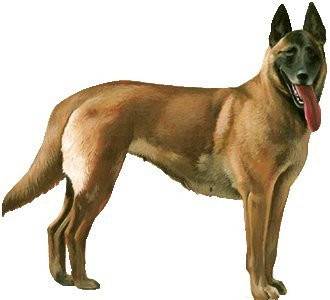 capuchino - Berger Belge Malinois Mâle (9 mois)