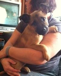 Rocky - Berger Belge Malinois Mâle (6 mois)