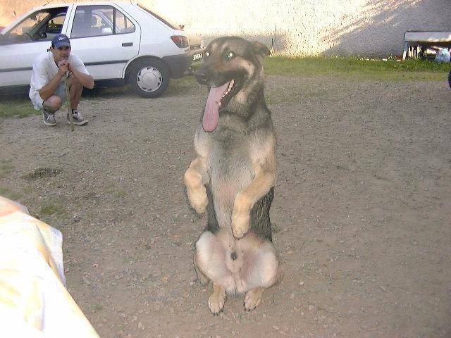 ALF - Berger Belge Malinois Mâle (13 ans)