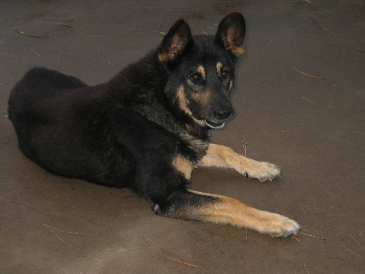 raisser - Berger Belge Malinois Mâle (11 mois)