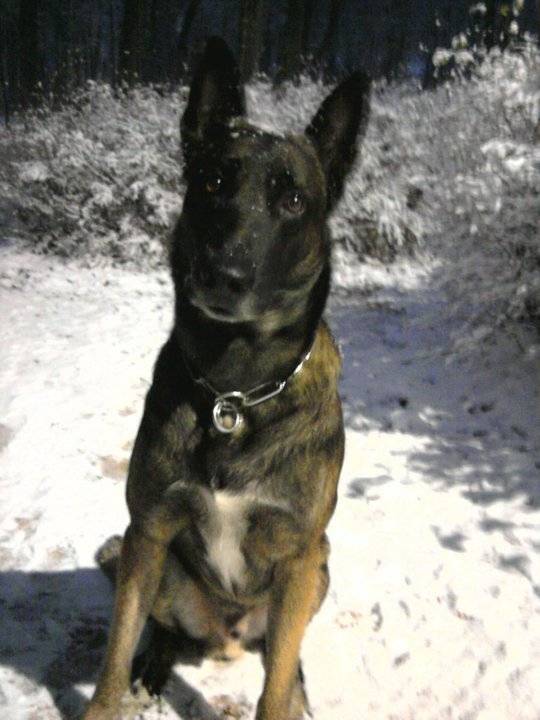 Vin's du coté obscur - Berger Belge Malinois Mâle (7 ans)