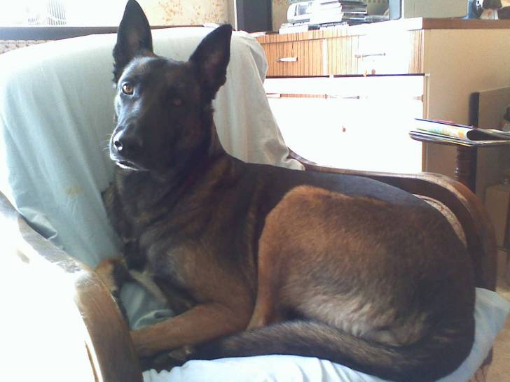 mon ange - Berger Belge Malinois Mâle (8 ans)