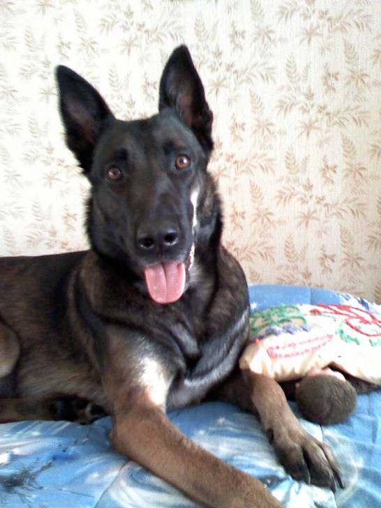 Vin's du coté obscur - Berger Belge Malinois Mâle (6 ans)