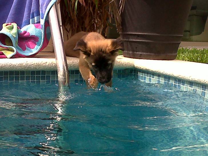 Nala - Berger Belge Malinois (5 mois)