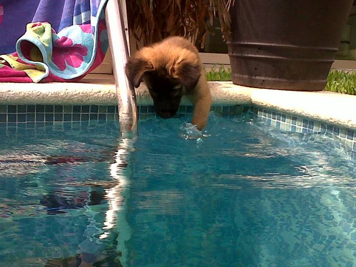 Nala - Berger Belge Malinois (5 mois)